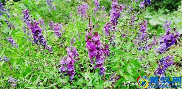 父爱如山，父亲是一个家庭的顶梁柱