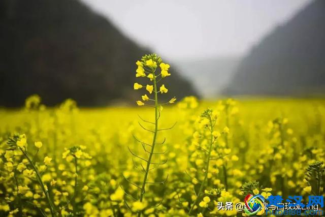 父爱如山，父亲是一个家庭的顶梁柱