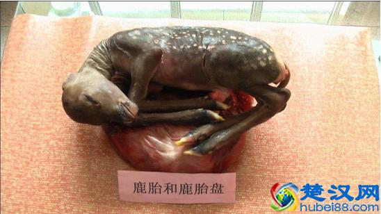 鹿胎的保健作用大大地 看看鹿胎最新功效大全