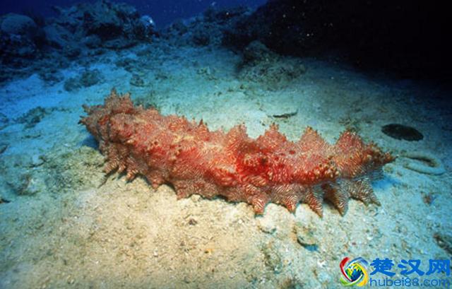 除了冬眠，其实还有“夏眠”，你知道有哪些动物会“夏眠”嘛？