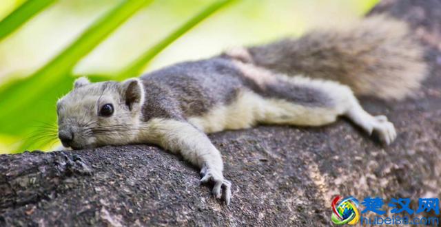 除了冬眠，其实还有“夏眠”，你知道有哪些动物会“夏眠”嘛？