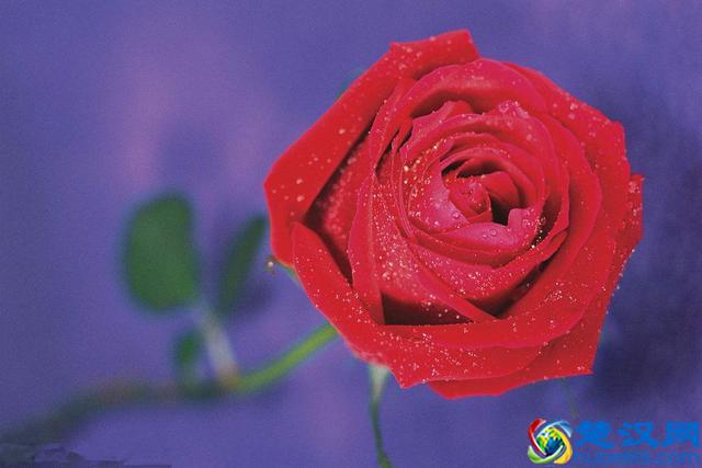 各国国花，你知道都代表什么含义吗？中国的国花呢？