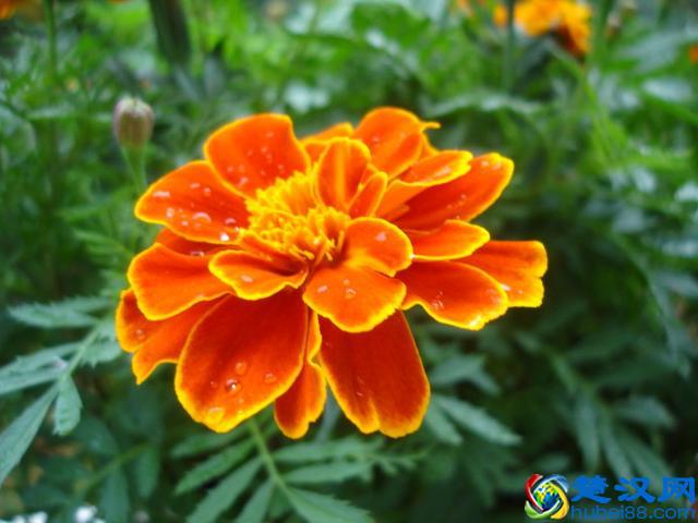 各国国花，你知道都代表什么含义吗？中国的国花呢？