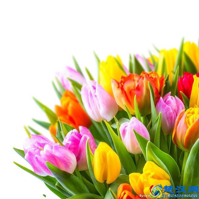 各国国花，你知道都代表什么含义吗？中国的国花呢？