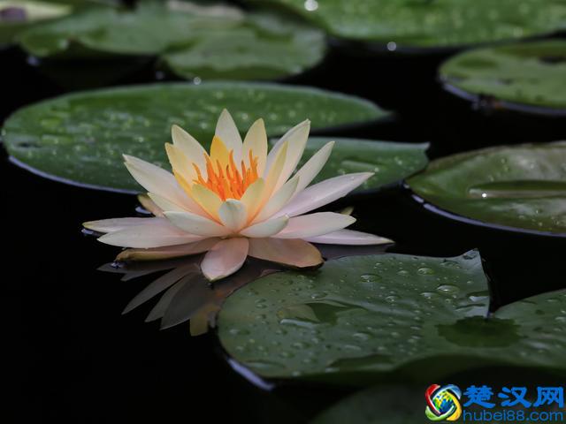 各国国花，你知道都代表什么含义吗？中国的国花呢？