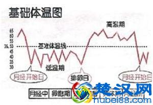 排卵期计算器在线查询,助你轻松受孕