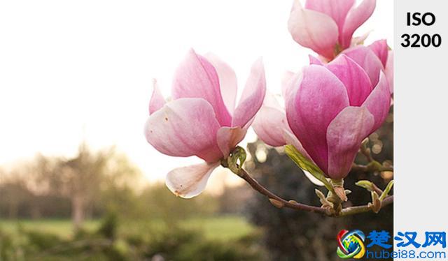不懂ISO？通过4步骤告诉你什么是ISO