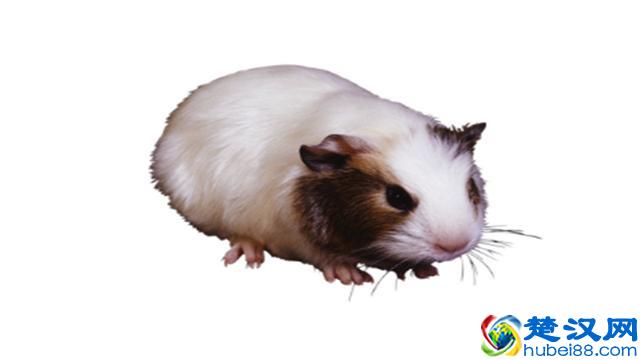 饲养小白鼠应注意哪些事项？可以给小白鼠吃哪些食物？