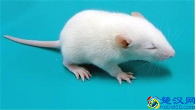 饲养小白鼠应注意哪些事项？可以给小白鼠吃哪些食物？