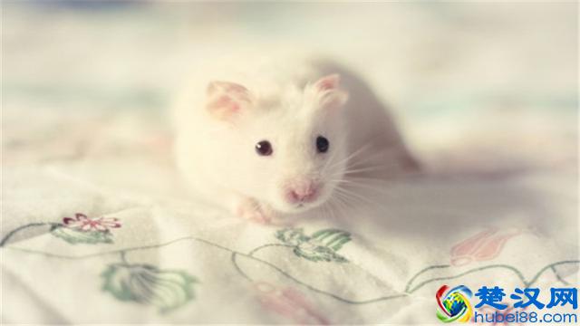 饲养小白鼠应注意哪些事项？可以给小白鼠吃哪些食物？