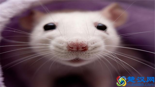 饲养小白鼠应注意哪些事项？可以给小白鼠吃哪些食物？