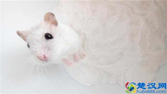 饲养小白鼠应注意哪些事项？可以给小白鼠吃哪些食物？