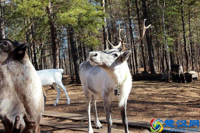 世界陆地面积最大的市级行政区，面积堪比一个国家却鲜为人知