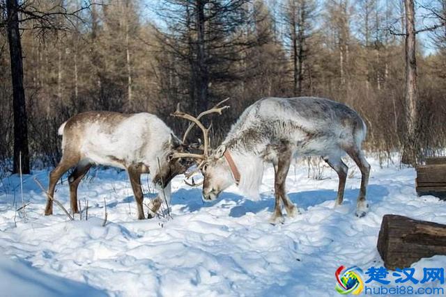世界陆地面积最大的市级行政区，面积堪比一个国家却鲜为人知