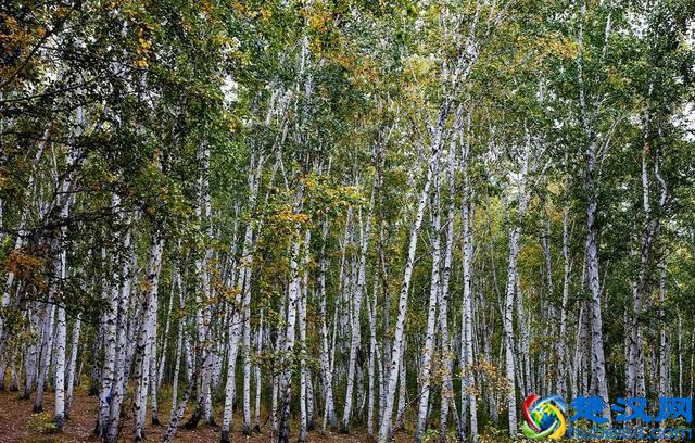 世界陆地面积最大的市级行政区，面积堪比一个国家却鲜为人知