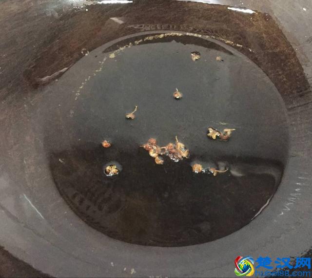 教你做黄豆芽炒粉条，地地道道的农家菜，做法简单，好吃接地气！