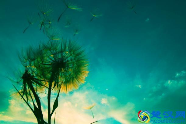 且行且珍惜前一句是什么？出自哪里？