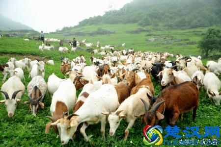 羊肉汤怎么做好吃？ 入味好还没腥味？原来是有秘诀的！