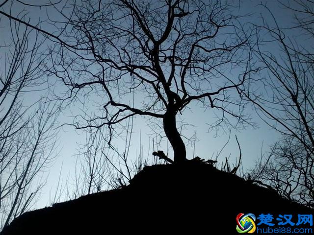 魂牵梦绕故乡人