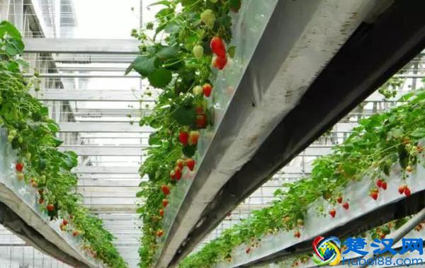 令人震撼的现代农业