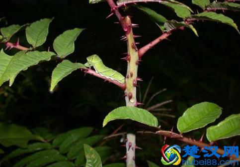 成语“望洋兴叹”典故里，“望洋向若而叹”，“若”是什么？