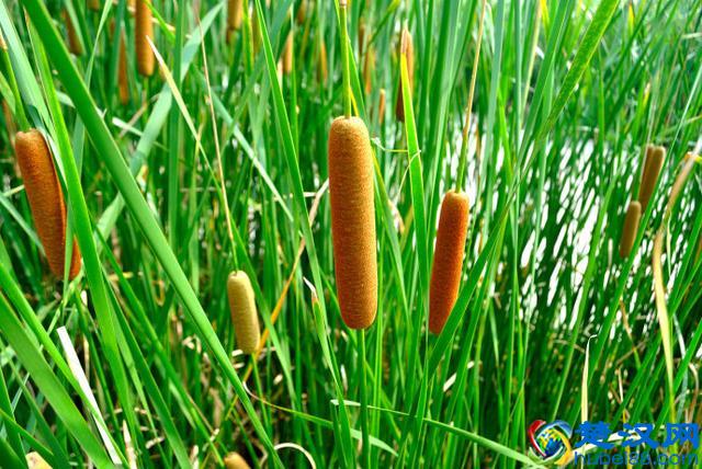 成语“望洋兴叹”典故里，“望洋向若而叹”，“若”是什么？