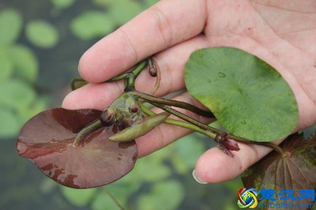 成语“望洋兴叹”典故里，“望洋向若而叹”，“若”是什么？