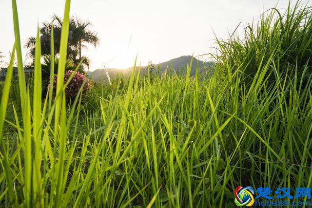 成语“望洋兴叹”典故里，“望洋向若而叹”，“若”是什么？