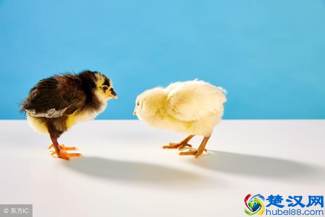 从鸡蛋问题看SCI论文中abstract的写作技巧