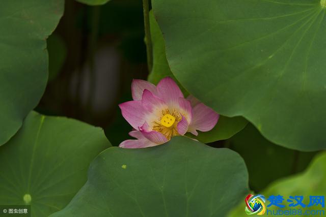 从鸡蛋问题看SCI论文中abstract的写作技巧