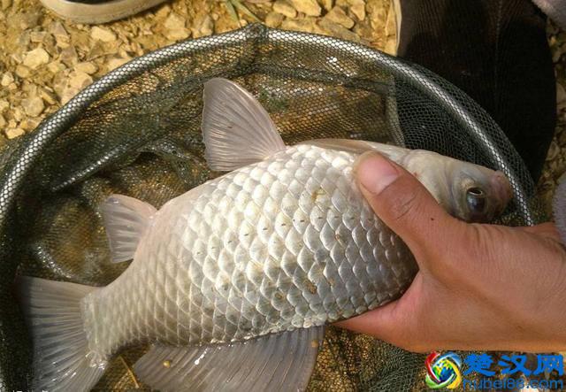 红虫怎么养才能不死？而且又红又大，大板鲫的最爱！