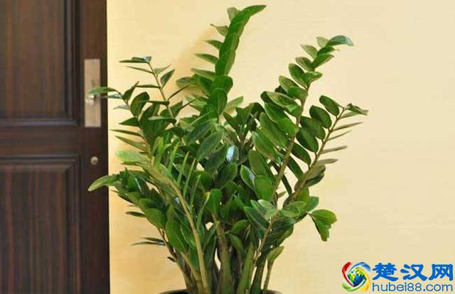 金钱树叶子发黄怎么办？别着急，3招轻松解决金钱树叶黄问题