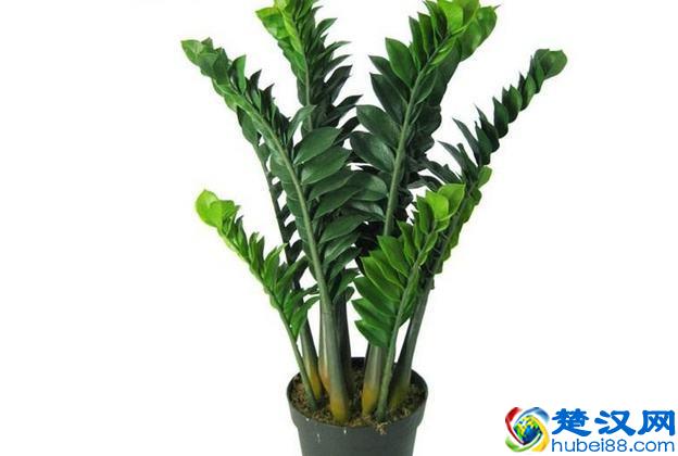 金钱树叶子发黄怎么办？别着急，3招轻松解决金钱树叶黄问题