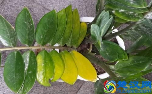 金钱树叶子发黄怎么办？别着急，3招轻松解决金钱树叶黄问题