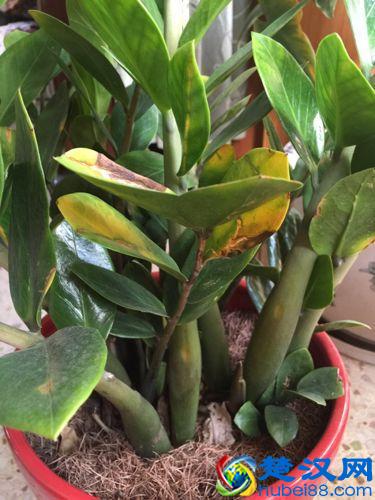 金钱树叶子发黄怎么办？别着急，3招轻松解决金钱树叶黄问题