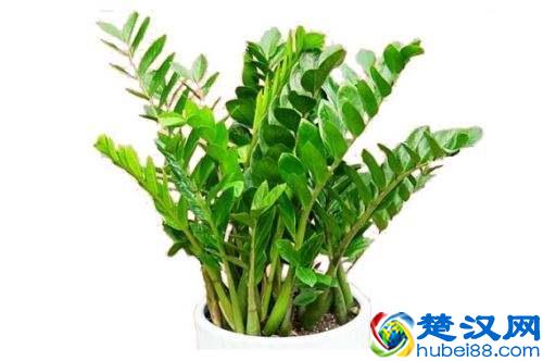 金钱树叶子发黄怎么办？别着急，3招轻松解决金钱树叶黄问题