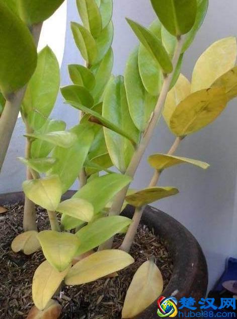 金钱树叶子发黄怎么办？别着急，3招轻松解决金钱树叶黄问题