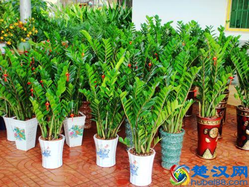 金钱树叶子发黄怎么办？别着急，3招轻松解决金钱树叶黄问题