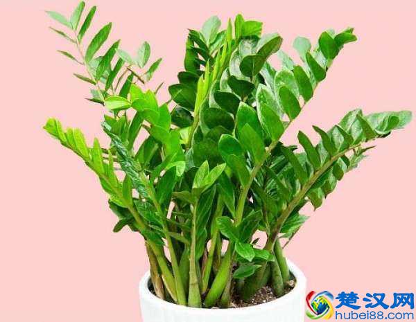 金钱树叶子发黄怎么办？别着急，3招轻松解决金钱树叶黄问题