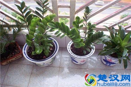 金钱树叶子发黄怎么办？别着急，3招轻松解决金钱树叶黄问题