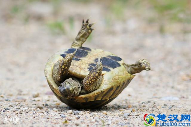 如何分辨乌龟公母