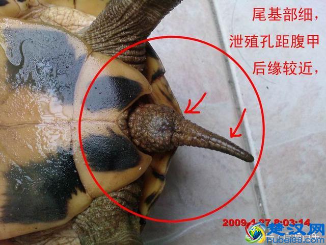 如何分辨乌龟公母