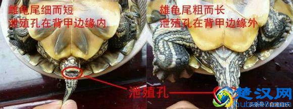 如何分辨乌龟公母