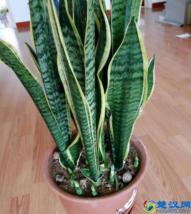 虎皮兰到底怎么浇水怎么养？一个小技巧，越长叶越多，侧芽冒好多