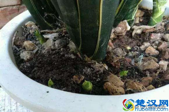 虎皮兰到底怎么浇水怎么养？一个小技巧，越长叶越多，侧芽冒好多