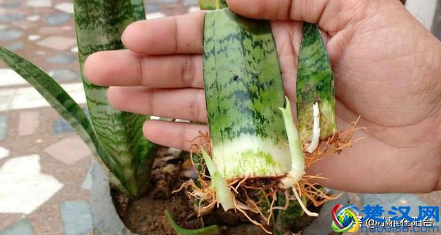 虎皮兰到底怎么浇水怎么养？一个小技巧，越长叶越多，侧芽冒好多