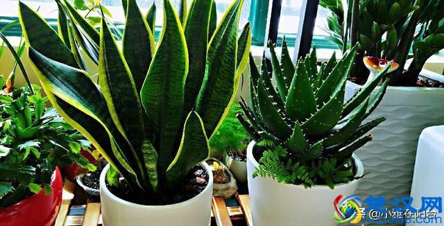 虎皮兰到底怎么浇水怎么养？一个小技巧，越长叶越多，侧芽冒好多