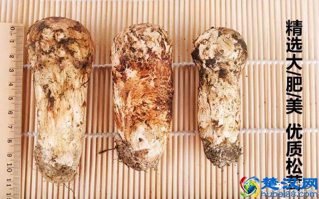 松茸吃法大全，松茸做法大全，全部在这里，收藏吧