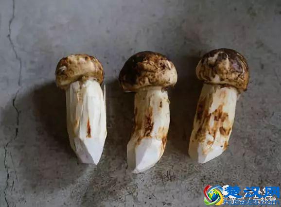 松茸吃法大全，松茸做法大全，全部在这里，收藏吧