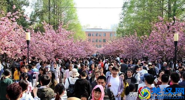 今年中科大樱花什么时候开？2019中科大赏樱花最新最全攻略